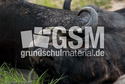 Afrikanischer Büffel (66 von 102).jpg